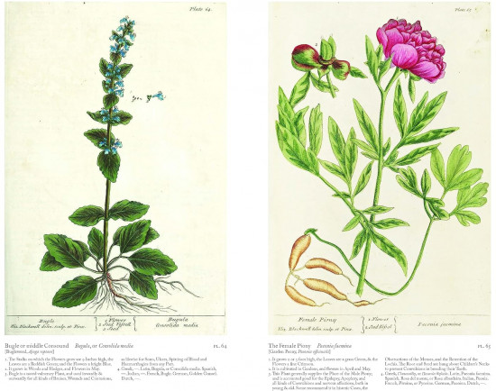 A Curious Herbal