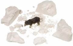 Набор для опытов «Животный мир. Узнай кто внутри!» - Фото 2