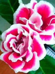 Глоксиния «Брокада F1» красная с белым краем - Фото 1