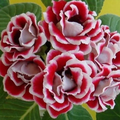 Глоксиния «Брокада F1» красная с белым краем - Фото 3