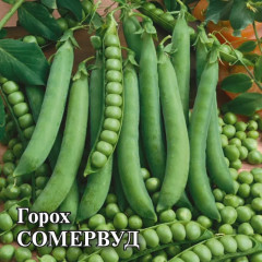 Горох сахарный «Соммервуд» - Фото 2