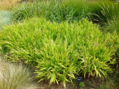 Семена «Хасмантиум широколистный» - Фото 2