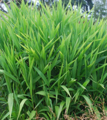 Семена «Хасмантиум широколистный» - Фото 3