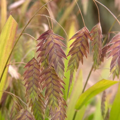 Семена «Хасмантиум широколистный» - Фото 4