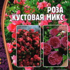 Роза кустовая микс - Фото 1