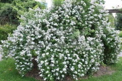 Роза многоцветная белая - Фото 2