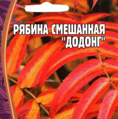 Рябина смешанная «Додонг» - Фото 1