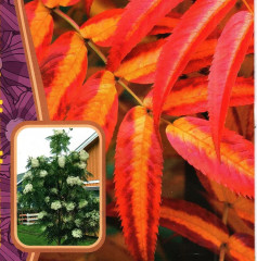 Рябина смешанная «Додонг» - Фото 2