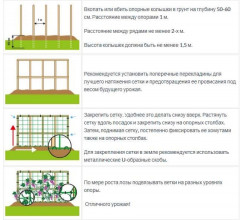 Сетка для винограда - Фото 3