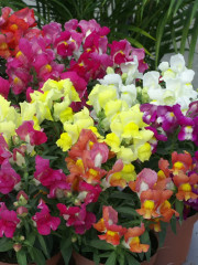 Семена «Львиный зев Античность Смесь окрасок» - Фото 2