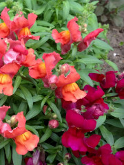 Семена «Львиный зев Античность Смесь окрасок» - Фото 3