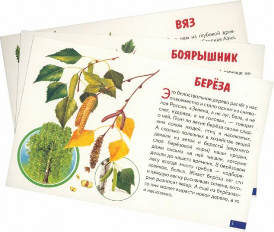 Деревья. Карточки обучающие