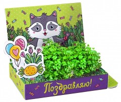 Набор для выращивания «Поздравляю» - Фото 2