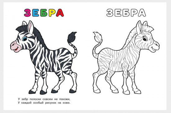 Зебра. Узнай и раскрась