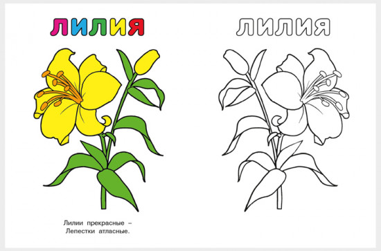 Цветы. Узнай и раскрась