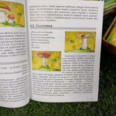 Мемо «Грибы» - Фото 6