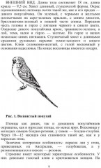 Попугаи - Фото 7