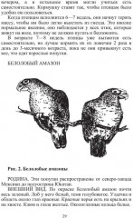 Попугаи - Фото 8