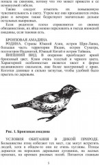 Певчие птицы - Фото 3