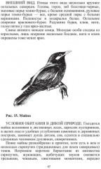 Певчие птицы - Фото 8