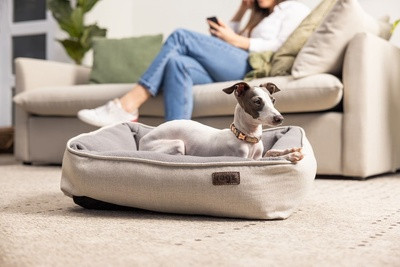 Ошейник для собак классический