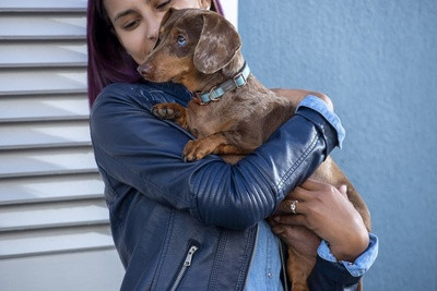 Ошейник для собак классический