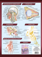 Анатомия. Самая компактная анатомическая таблица - Фото 1
