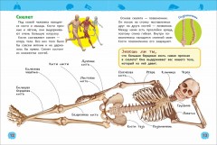 Тело человека. Энциклопедия для детского сада - Изображение 2