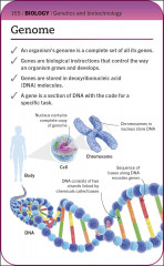 SuperSimple Revision Cards: Biology - Фото 4