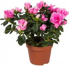 Грунт для цветов «Азалия» - Фото 1