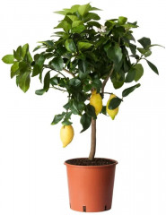 Грунт питательный «Лимон» - Фото 1