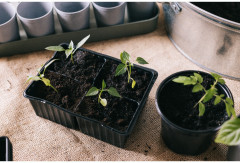 Набор кассет для рассады - Фото 3