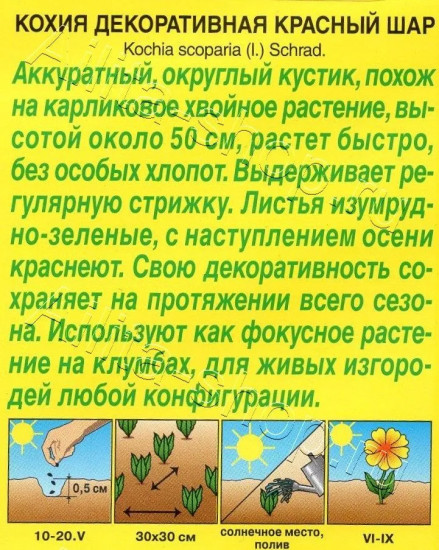 Кохия «Красный шар»