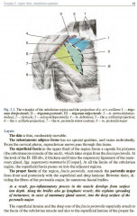 Topographic Anatomy and Operative Surgery. Textbook - Фото 2