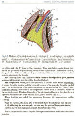 Topographic Anatomy and Operative Surgery. Textbook - Фото 3