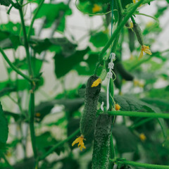 Набор кистедержателей для растений - Фото 1