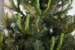 Ель комнатная «Таежная», 180 см - Фото 1