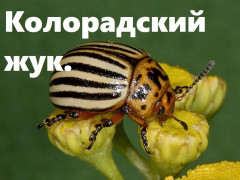 Средство для борьбы с вредителями «Битоксибациллин» - Фото 3