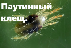 Средство для борьбы с вредителями «Битоксибациллин» - Фото 4