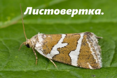 Средство для борьбы с вредителями «Битоксибациллин» - Фото 5