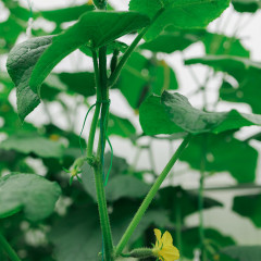 Проволока подвязочная - Фото 2