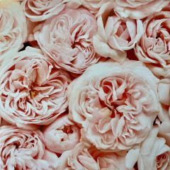 Бумага упаковочная двухсторонняя «Пион» - Фото 1