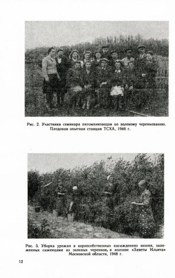 Зелёное черенкование садовых и лесных культур