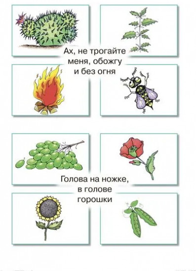Загадки в отгадках. Висит груша — нельзя скушать