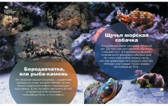 Волшебный и фантастический подводный мир - Фото 2