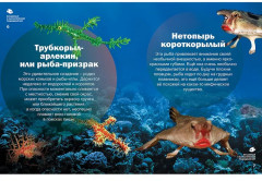 Волшебный и фантастический подводный мир - Фото 3