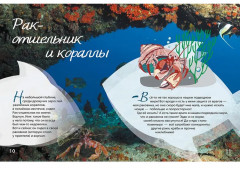 Очарованные Мальдивы. Приключения рака-отшельника - Фото 1