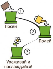 Набор для выращивания «Колеус огненный» - Фото 1