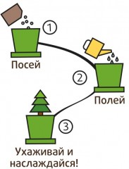 Набор для выращивания «Ель необыкновенная» - Фото 1