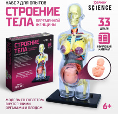 Набор для опытов «Строение тела беременной женщины» - Фото 1